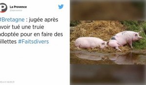 Morbihan : condamnée pour avoir abattu une truie pour en faire du pâté