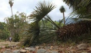 Sans eau, le Jardin botanique de Caracas peine à survivre