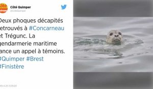 Finistère. Deux phoques retrouvés décapités, la gendarmerie maritime lance un appel à témoins