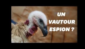 Un vautour soupçonné d&#39;espionnage au Yémen
