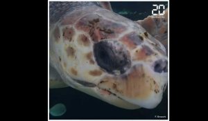 Le Musée océanographique de Monaco ouvre un «hôpital» pour tortues marines