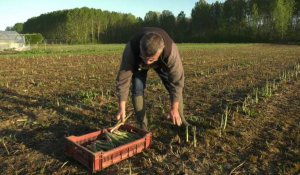 Début de la récolte des asperges en Picardie