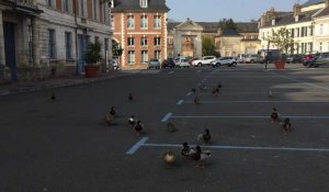 Confinement : les canards investissent le centre-ville d'Abbeville 