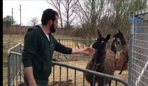 Confiné à Bergues, le cirque Daniel Prein appelle aux dons de nourriture pour ses animaux