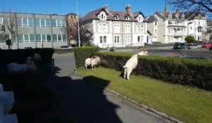 Coronavirus: des chèvres envahissent une ville galloise