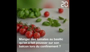 Comment faire pousser tomates et basilic sur son balcon