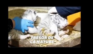 Ces trois bébés tigres blancs nés au zoo d&#39;Amnéville vont vous faire fondre