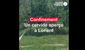 Confinement.  Un cervidé aperçu  à Lorient