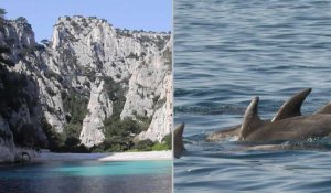 Coronavirus : dans les Calanques de Marseille, la nature reprend ses droits