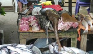 Au Gabon, les ventes de pangolin flanchent avec le coronavirus