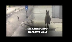 En plein confinement, ce kangourou se promène dans les rues d'Adélaïde