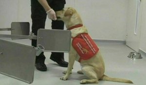 Coronavirus: au Royaume-Uni, des chiens dressés à détecter les malades