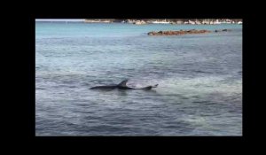 San Giulia : le dauphin s&#39;est échoué sur la plage
