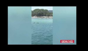 Un dauphin désorienté dans la baie de Santa Giulia