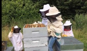 Des enfants de CP découvrent la ruche à Caudry