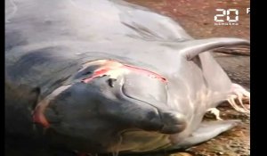 Japon: La chasse commerciale à la baleine reprend officiellement après trente ans de pause
