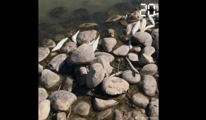 Marignane: Des milliers de poissons retrouvés morts à l'étang de Bolmon