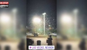 États-Unis : Des millions de sauterelles envahissent Las Vegas (Vidéo)