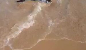 Calais - Un marsouin découvert sur la plage entre Blériot et Sangatte 