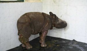 Inde : un bébé rhinocéros sauvé des inondations