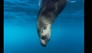 Un lion de mer tombe dans la gueule d'une baleine, un photographe saisit cet instant rarissime