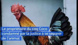Le propriétaire du coq Coco condamné par la justice à se séparer de l'animal