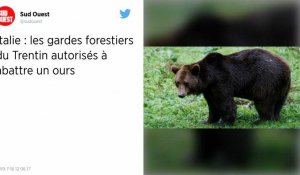 Italie : La chasse à l'ours M49 secoue le Trentin