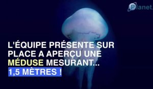Une méduse géante découverte dans la Manche