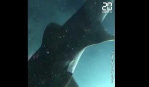 Des scientifiques tombent sur un requin préhistorique vivant lors d'une mission de recherche