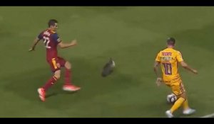 Football : un chat vient perturber André-Pierre Gignac lors d'un match (vidéo) 