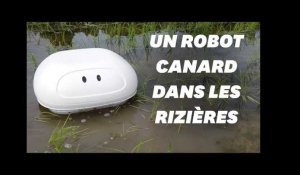 Un robot &quot;canard&quot; comme alternative aux pesticides dans les rizières