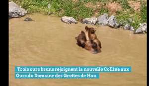 Trois ours bruns rejoignent la nouvelle Colline aux Ours du Domaine des Grottes de Han