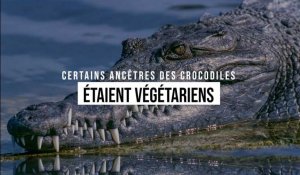 Certains ancêtres des crocodiles étaient végétariens