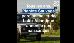 Loire-Atlantique: Voici les dernières naissances à Planète Sauvage