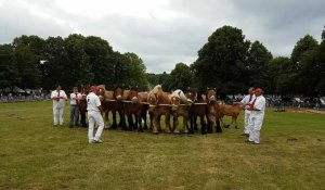 Une démonstration lors de la fête du cheval à Hargnies