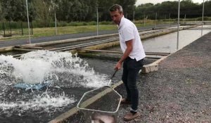 Etrun : comment les truites grandissent à la pisciculture 