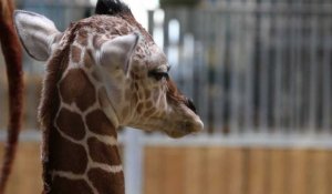 Un girafon voit le jour au zoo de Beauval