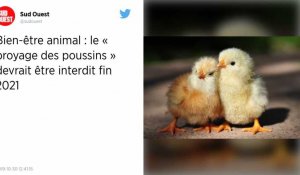 Bien-être animal. Le « broyage des poussins » devrait être interdit fin 2021