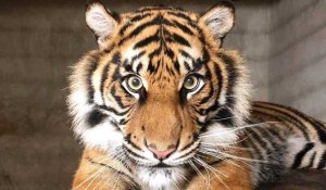 Arrivée d'un tigre de Sumatra au zoo d'Amiens