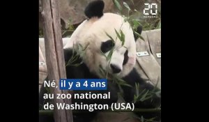 Le panda Bei Bei s'est envolé pour la Chine