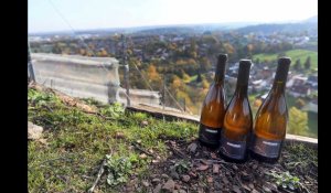 Haillicourt : Le Charbonnay, vin issu du terril viticole peut désormais être commercialisé
