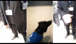 France : un chien d'assistance et son formateur recalés à l'entrée de la Fnac