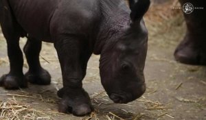 Pairi Daiza : naissance d'un rhinocéros blanc
