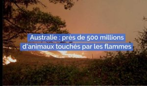 500 millions d'animaux touchés lors des incendies en Australie