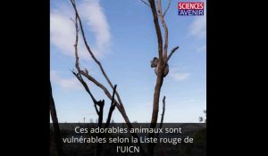 Les koalas souffrent des feux en Australie