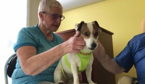 Le chien Jupon redonne le sourire aux patients d'un hôpital d'Arras