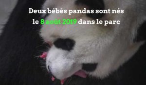Les bébés pandas de Pairi Daiza