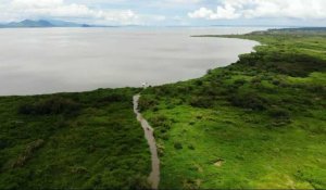 Au Kenya, la jacinthe d'eau étouffe le Lac Victoria