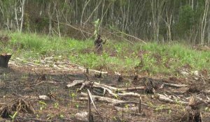 RDC: le charbon de bois vital pour les foyers, mortel pour les forêts