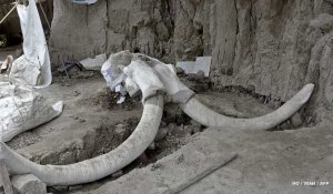 Une dizaine de mammouths "piégés" par l'Homme découverts au Mexique